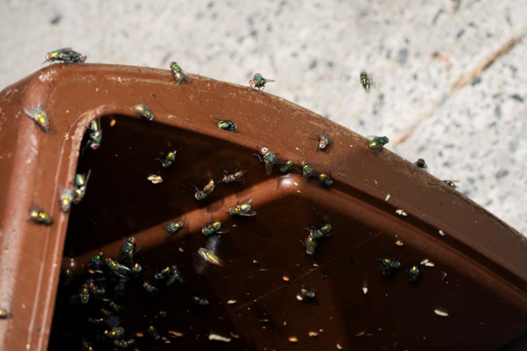 Flies around brown bin